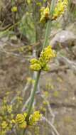 Imagem de Ephedra chilensis C. Presl