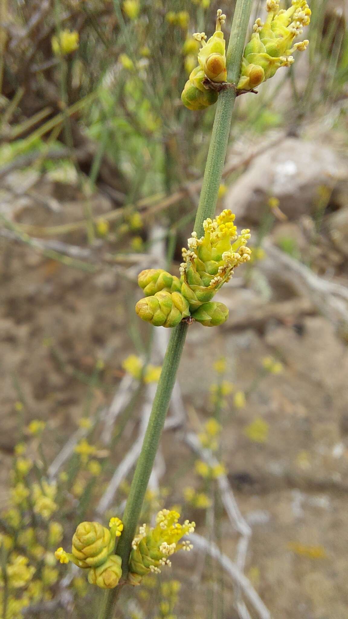 Image of Ephedra chilensis C. Presl