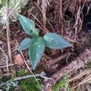 Image de Goodyera maculata T. P. Lin