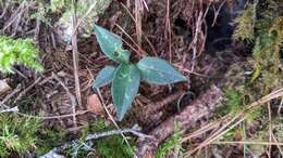 Image of Goodyera maculata T. P. Lin