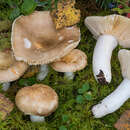 Image of Russula fulvograminea Ruots., Sarnari & Vauras 1997