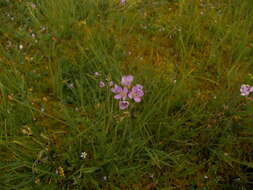 Image of Cardamine pratensis subsp. rivularis (Schur) Nyman