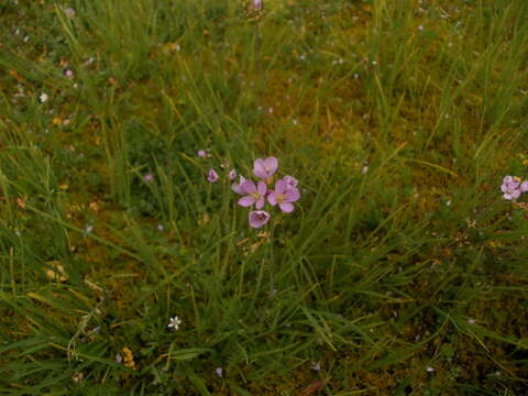 Imagem de Cardamine pratensis subsp. rivularis (Schur) Nyman