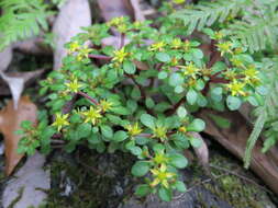 Image of Sedum actinocarpum Yamam.