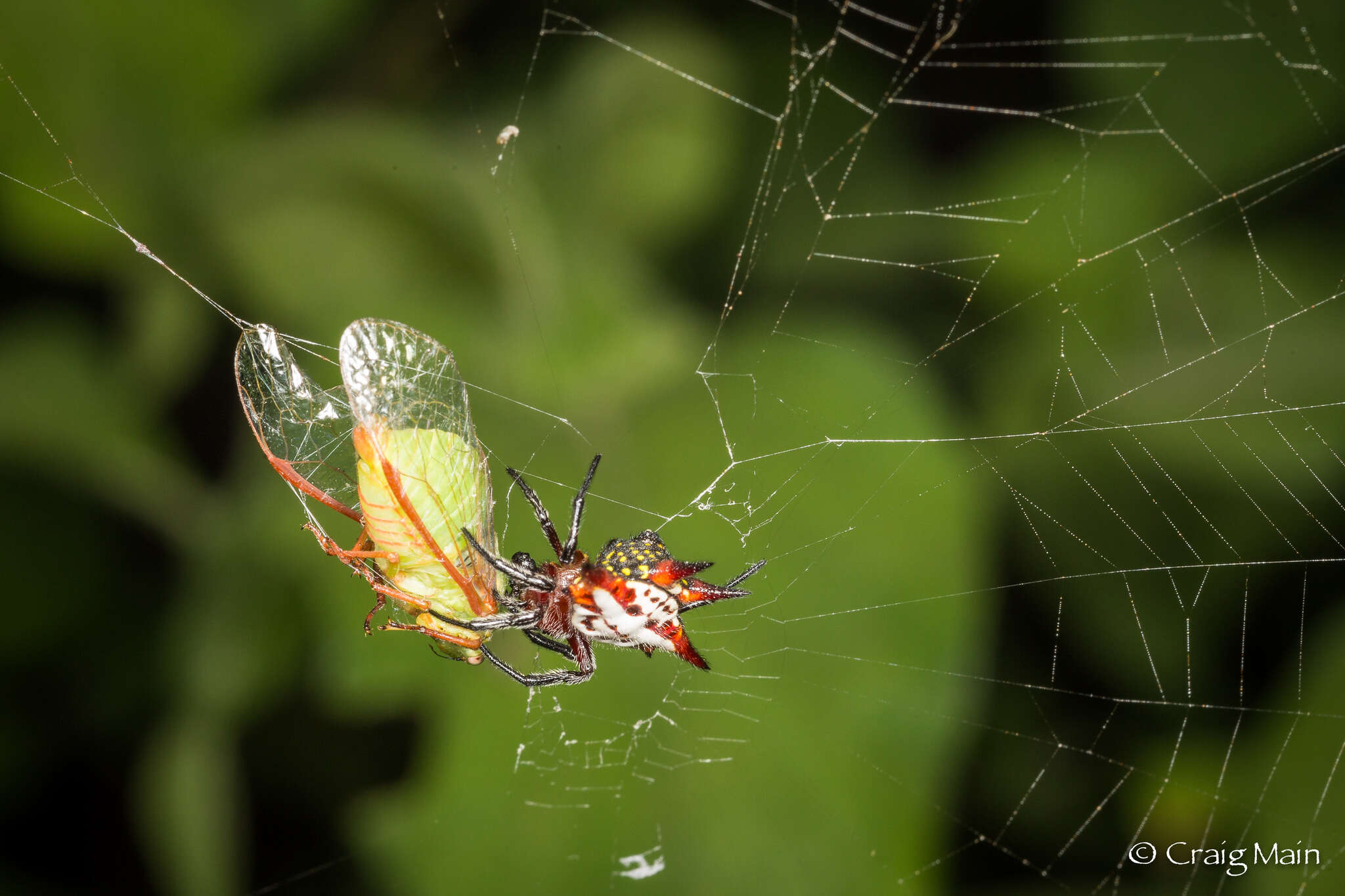 Image of Gasteracantha sanguinolenta C. L. Koch 1844