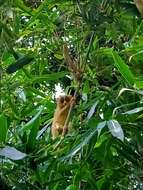 Image of slender loris