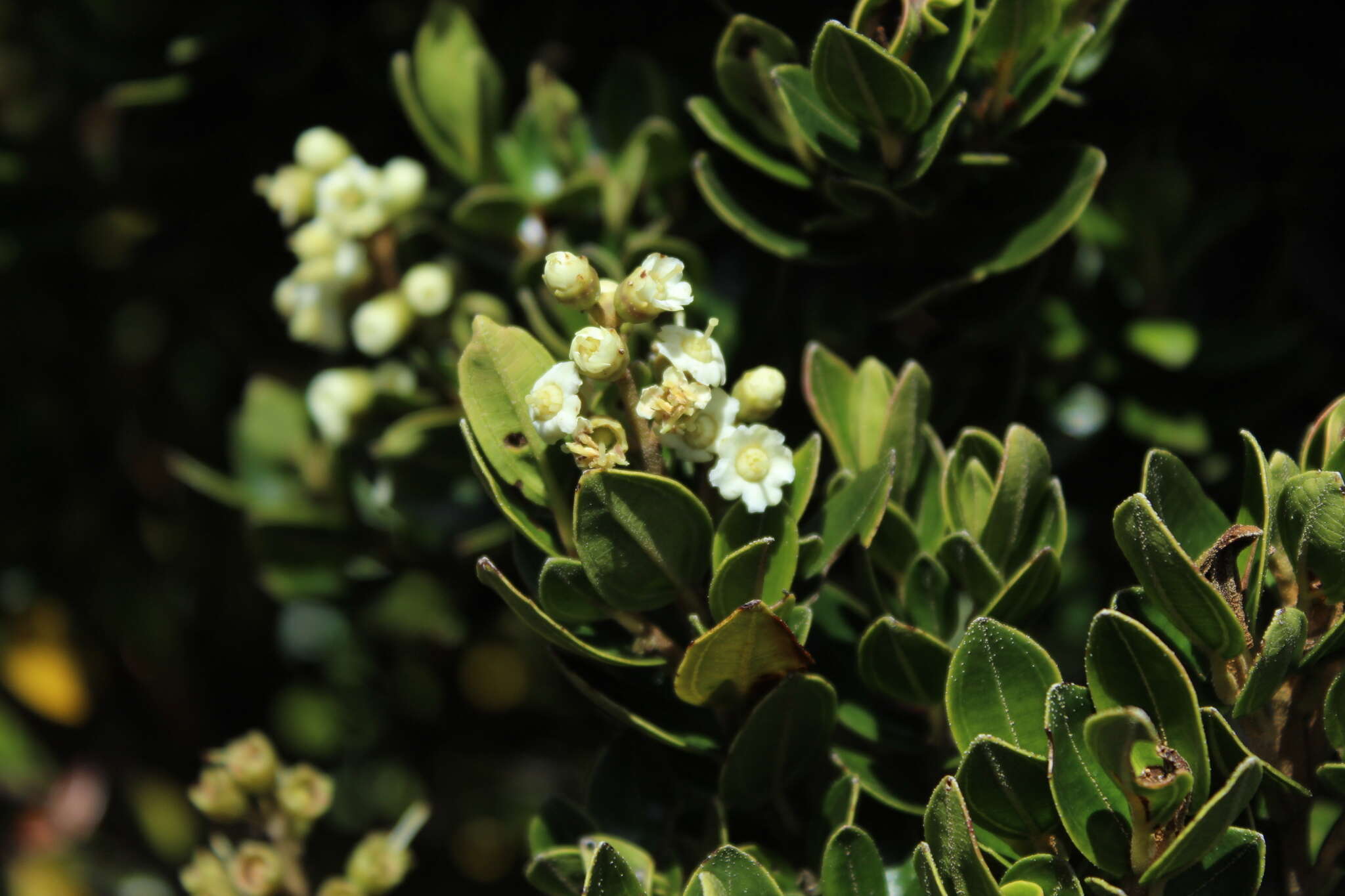 Image of Miconia summa Cuatrec.