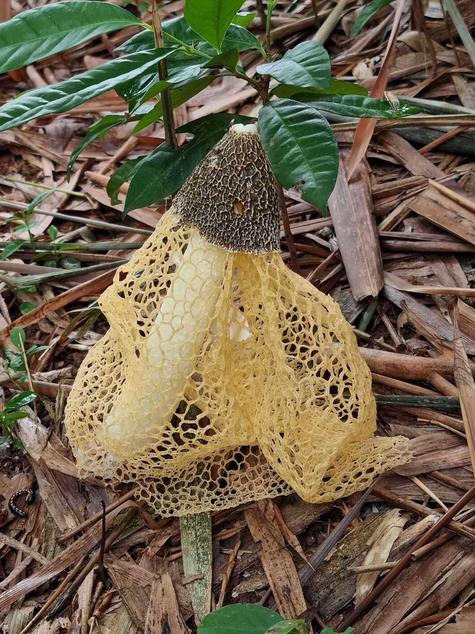 Plancia ëd Phallus lutescens