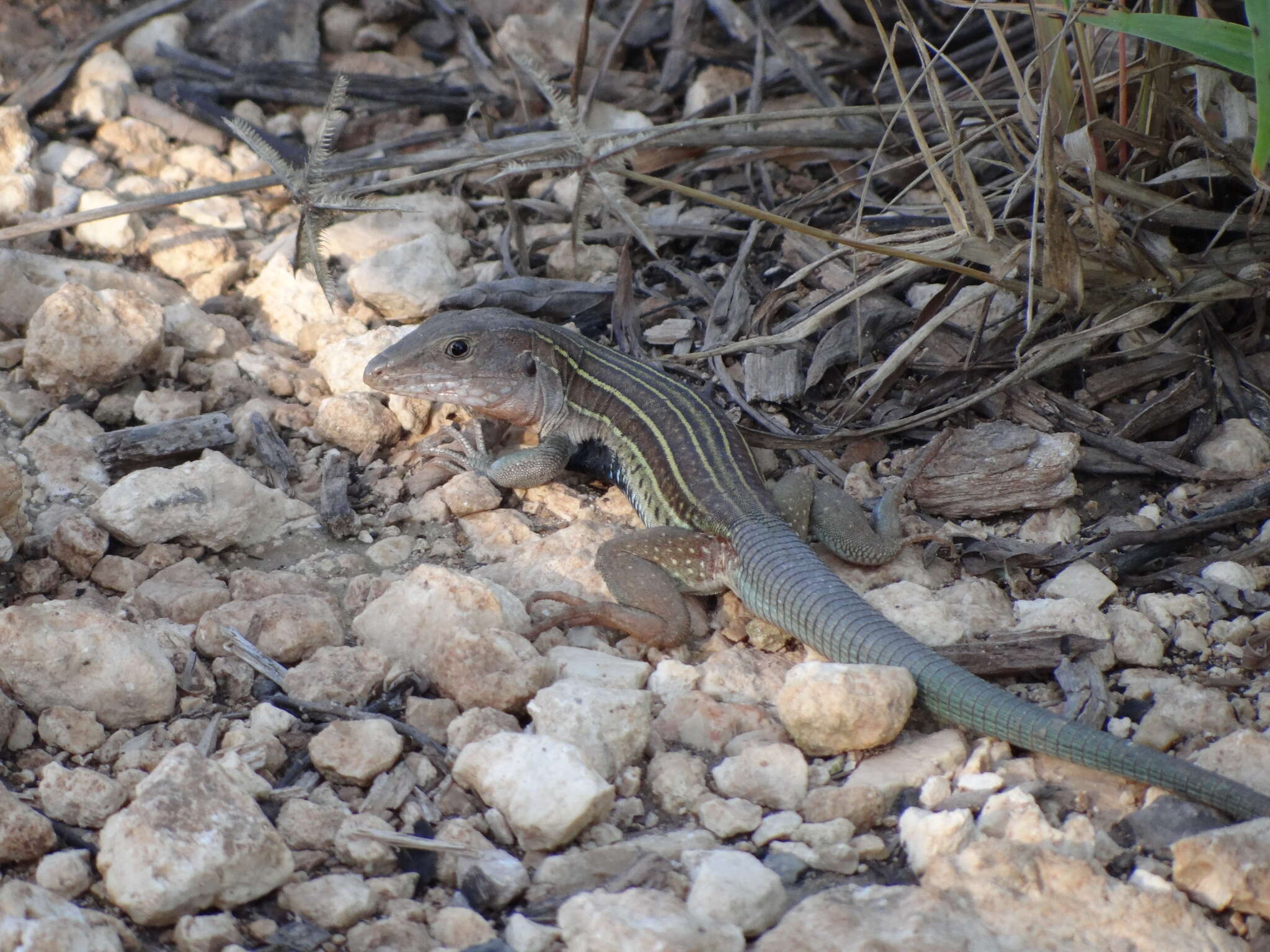 Plancia ëd Aspidoscelis angusticeps angusticeps (Cope 1877)