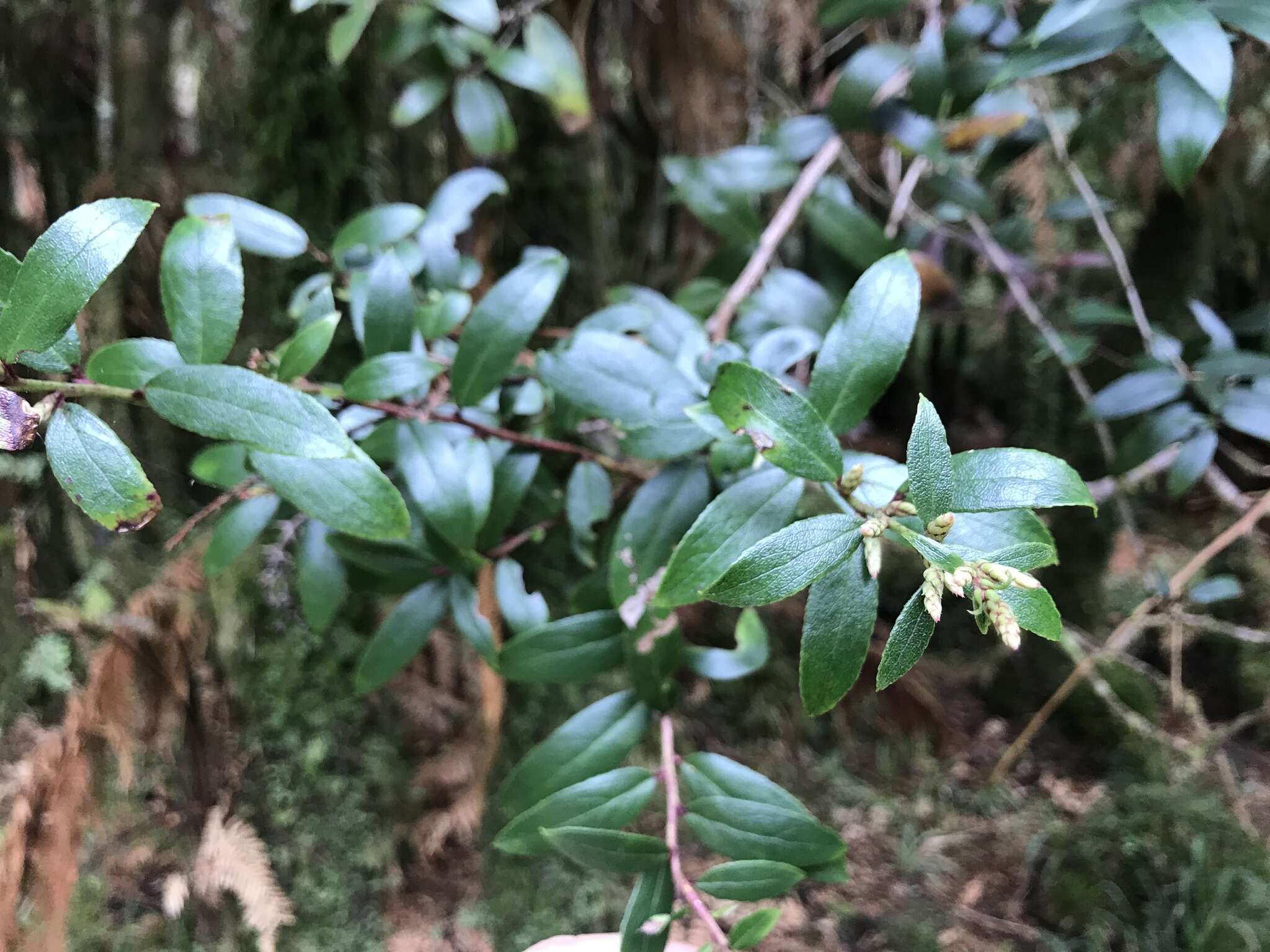 Image of Gaultheria paniculata B, L. Burtt & A. W. Hill