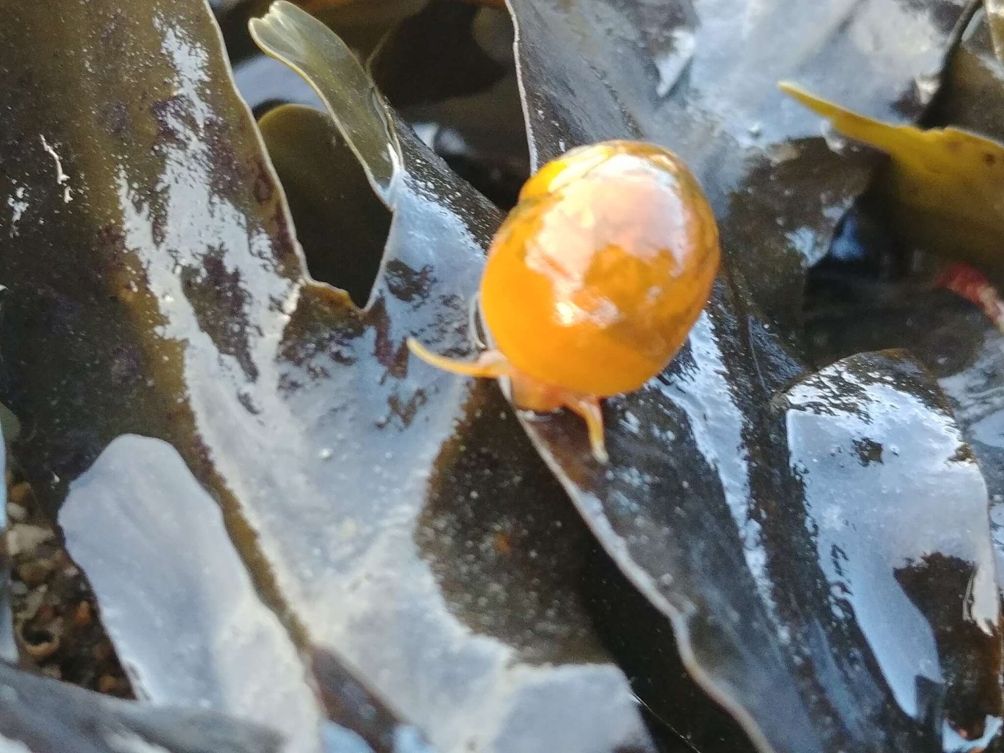 Plancia ëd Littorina obtusata (Linnaeus 1758)