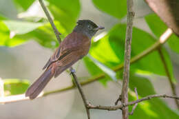 Image of Japanese Paradise Flycatcher