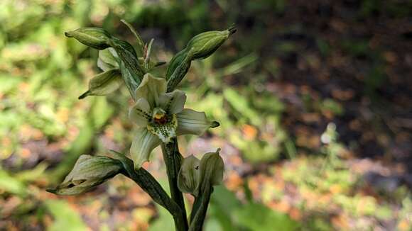 Image of Gavilea australis (Skottsb.) M. N. Correa