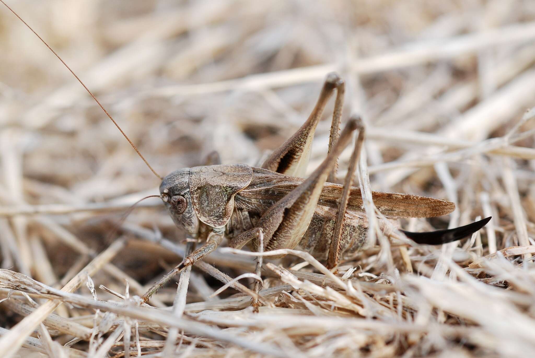 Plancia ëd Platycleis albopunctata (Goeze 1778)