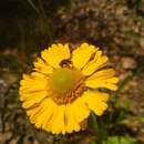 Plancia ëd Helenium scorzonerifolium (DC.) A. Gray