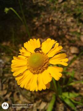 Plancia ëd Helenium scorzonerifolium (DC.) A. Gray