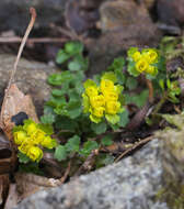 Plancia ëd Chrysosplenium pilosum var. sphaerospermum (Maxim.) Hara