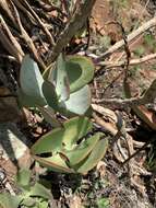 Imagem de Cotyledon orbiculata var. oblonga (Haw.) DC.