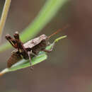 Слика од Melanoplus querneus Rehn, J. A. G. & Hebard 1916