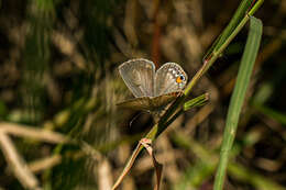 صورة Euchrysops malathana (Boisduval 1833)