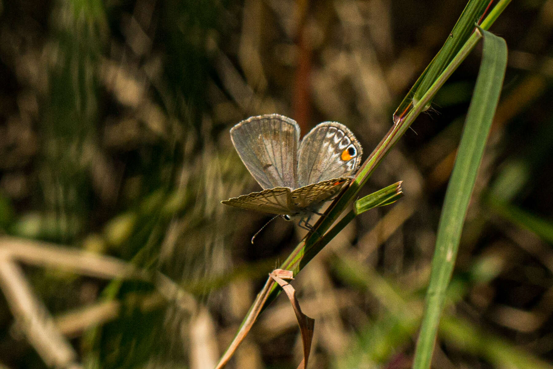 صورة Euchrysops malathana (Boisduval 1833)