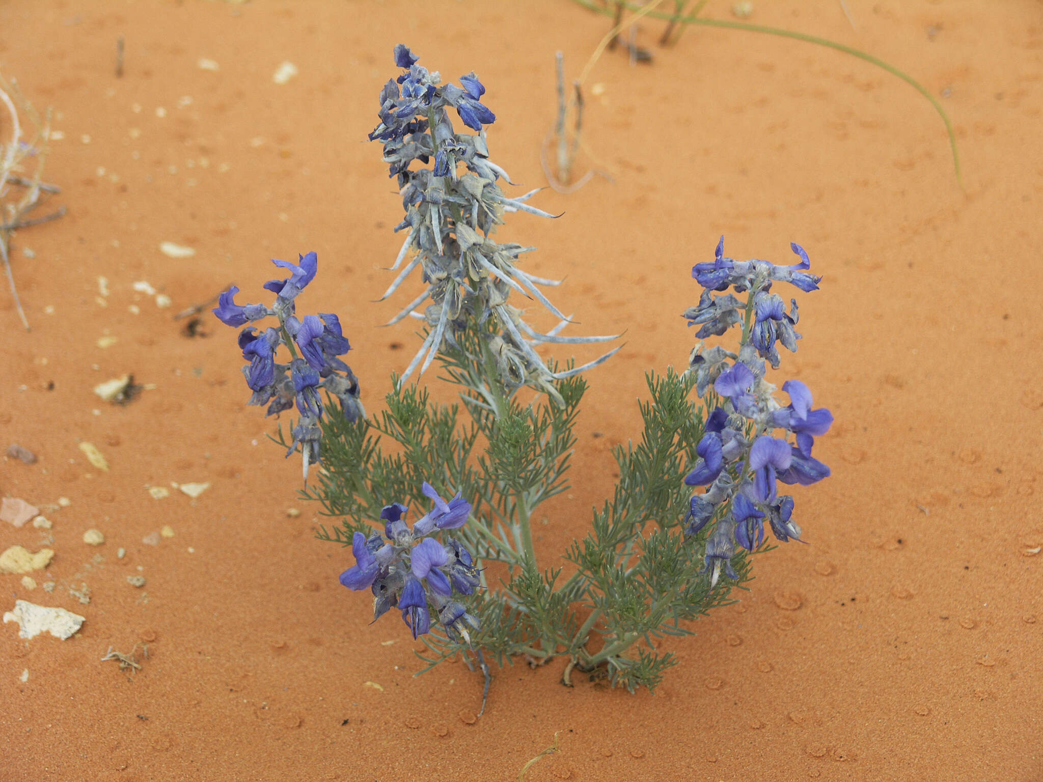 Слика од Sophora stenophylla A. Gray