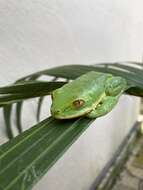 Image of Seychelles Tree Frog