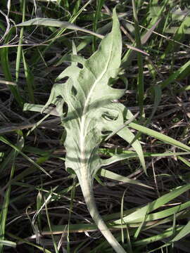 Image of tapertip hawksbeard