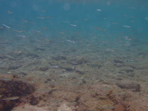 Image of Big-scale Sand Smelt