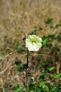 Image of Alcea rugosa Alef.