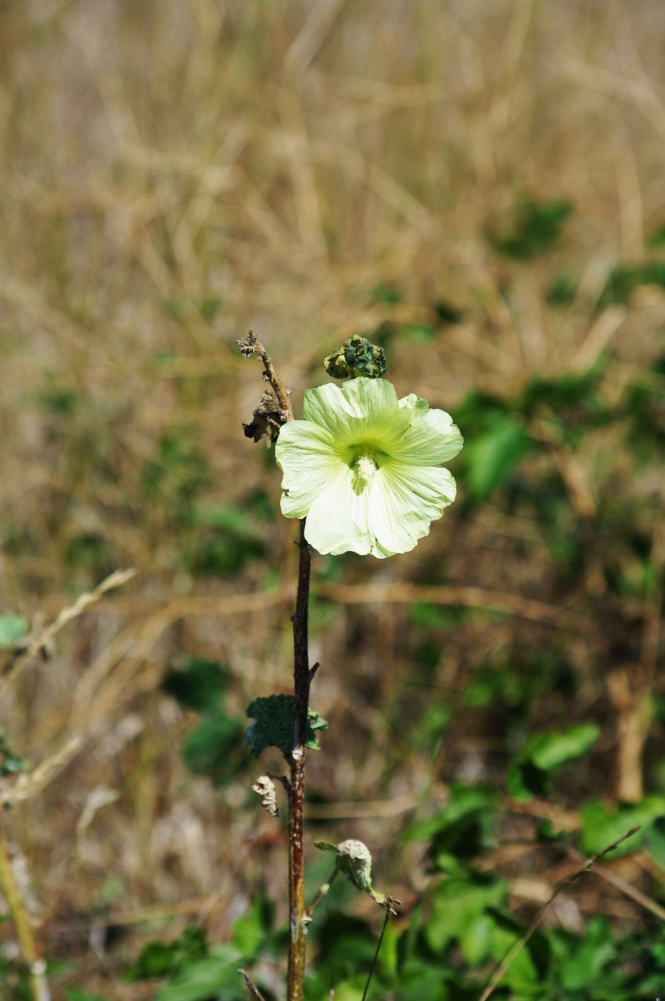 Image of Alcea rugosa Alef.