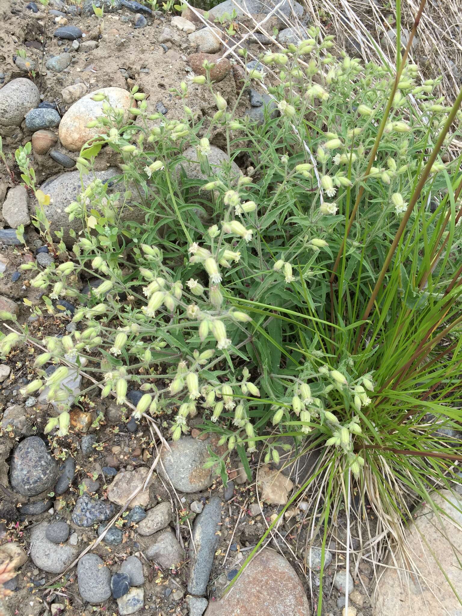 Image of Menzies' campion