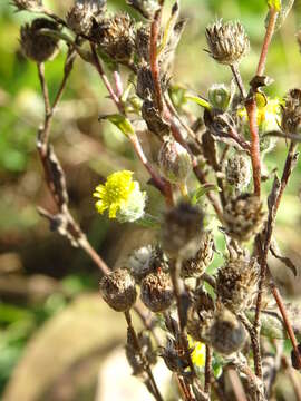 Image of Small Fleabane