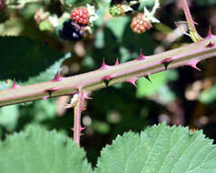 Image of Himalayan berry