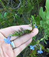 Image of Pine-leaf Lobelia