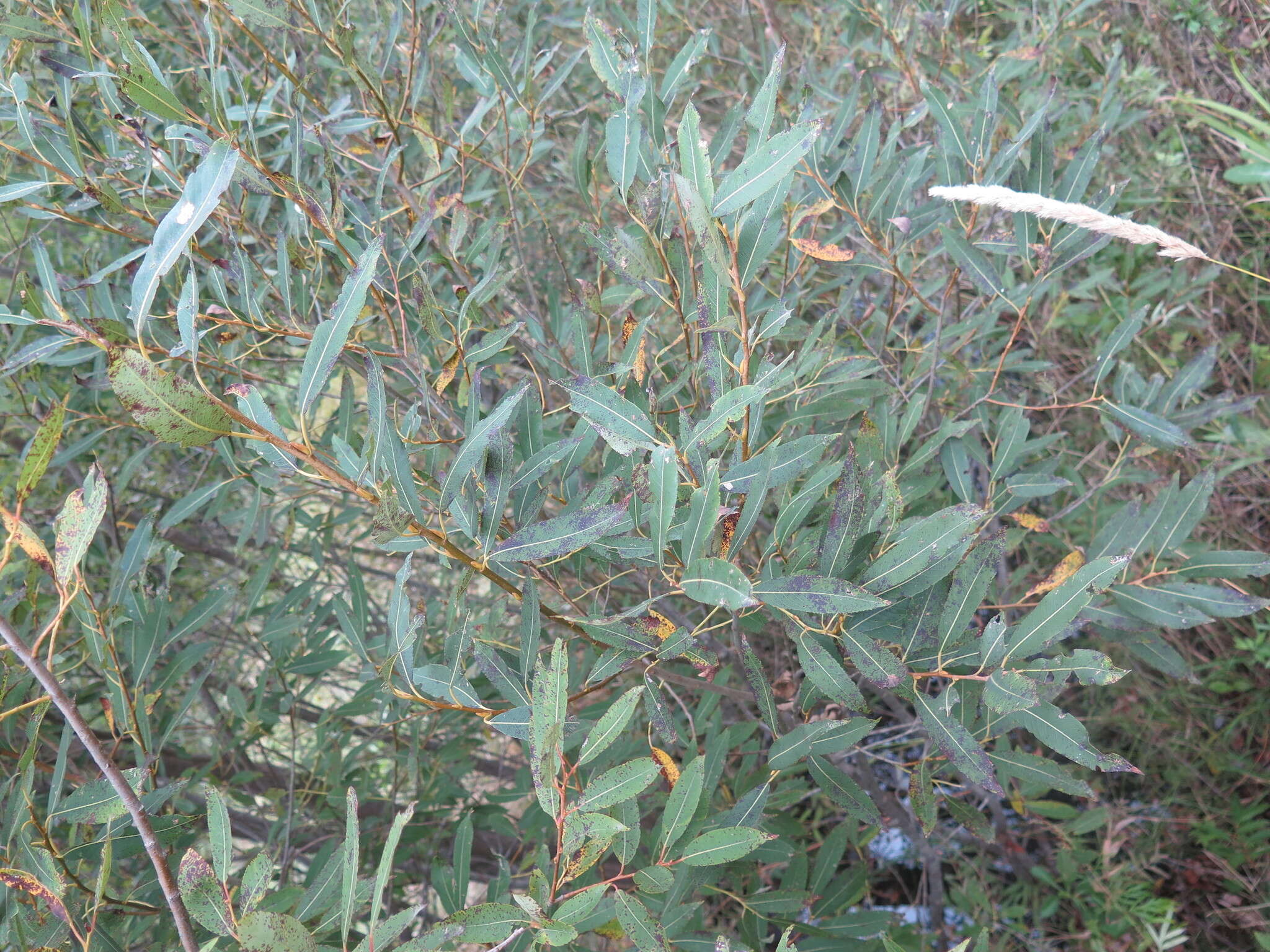 Image of Salix subfragilis Anderss.