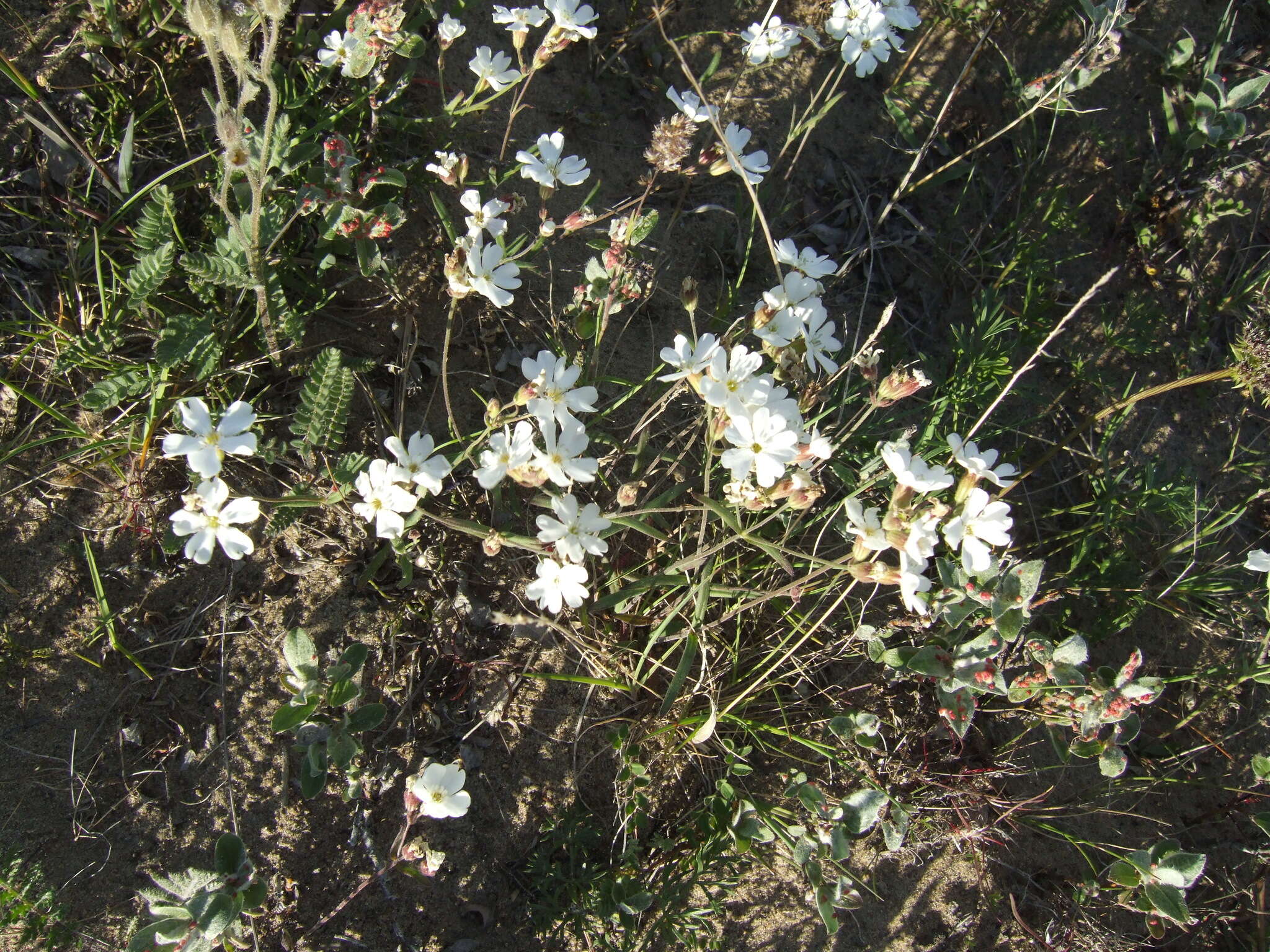 Image of Silene samojedorum (Sambuk) Oxelman