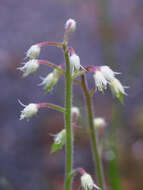 Image of Tiarella polyphylla D. Don