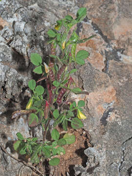 Слика од Ononis ornithopodioides L.