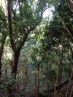 Imagem de Cordyline fruticosa (L.) A. Chev.