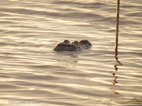 Image of alligators