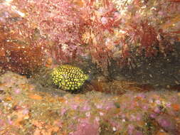 Image of pinecone fishes