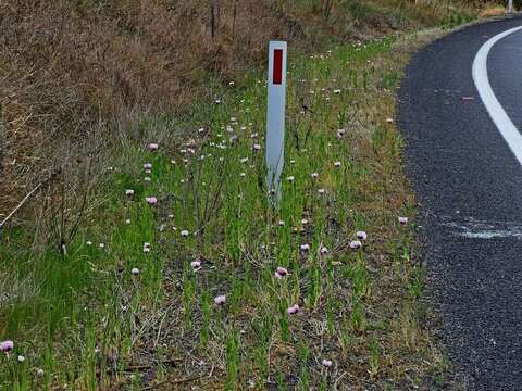 Imagem de Papaver setigerum DC.