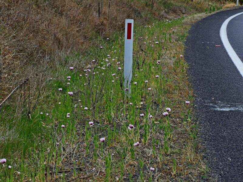 Imagem de Papaver setigerum DC.