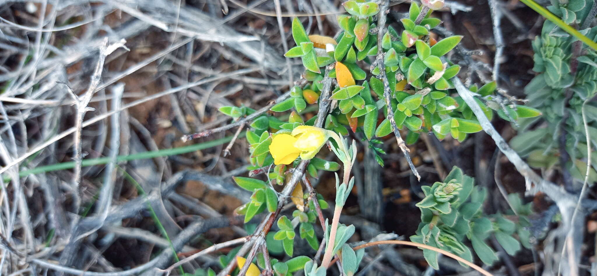 Image of Hermannia trifoliata L.