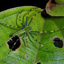 Image of Peucetia madagascariensis (Vinson 1863)