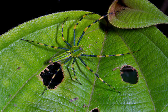 Image of Peucetia madagascariensis (Vinson 1863)