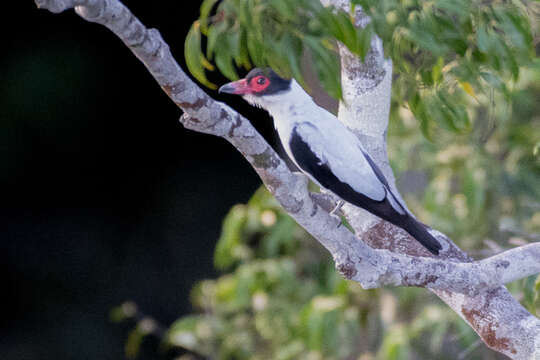 Image of Black-tailed Tityra