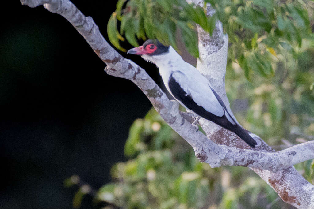 Imagem de Tityra cayana (Linnaeus 1766)