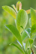 Salix starkeana Willd. resmi